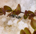Anillo Ágata